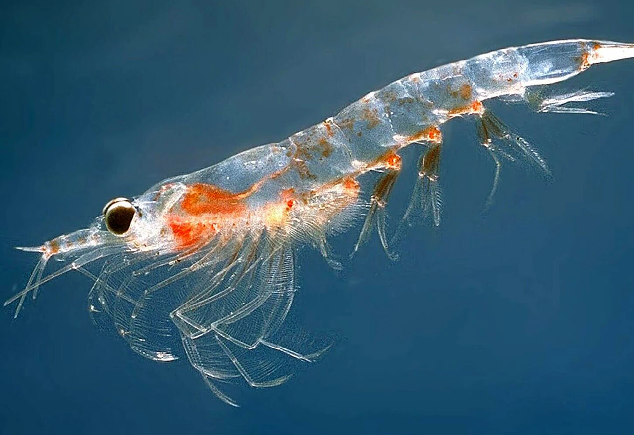 Antarktički račići pretvaraju mikroplastiku u nanopalstiku