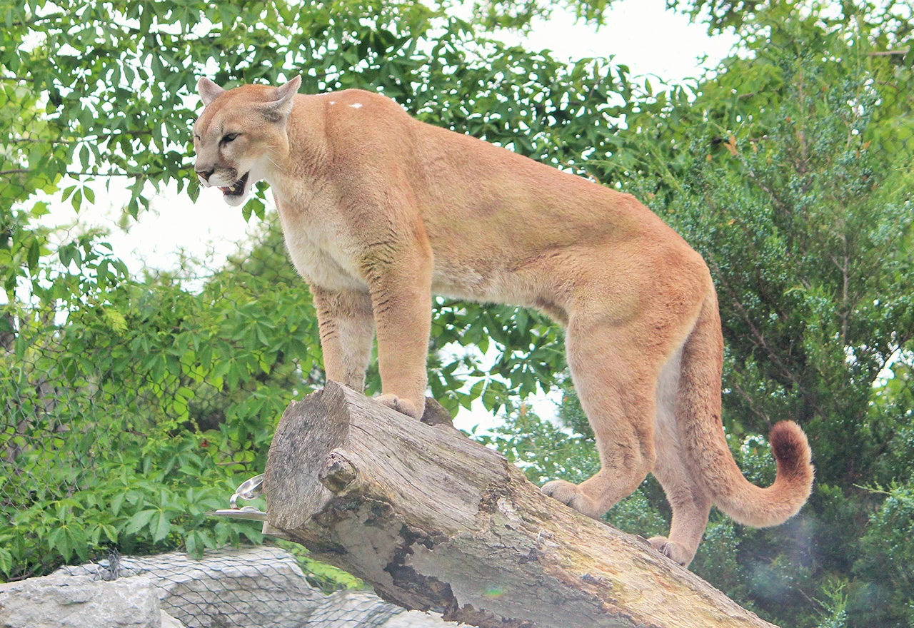 Izumrla istočna puma
