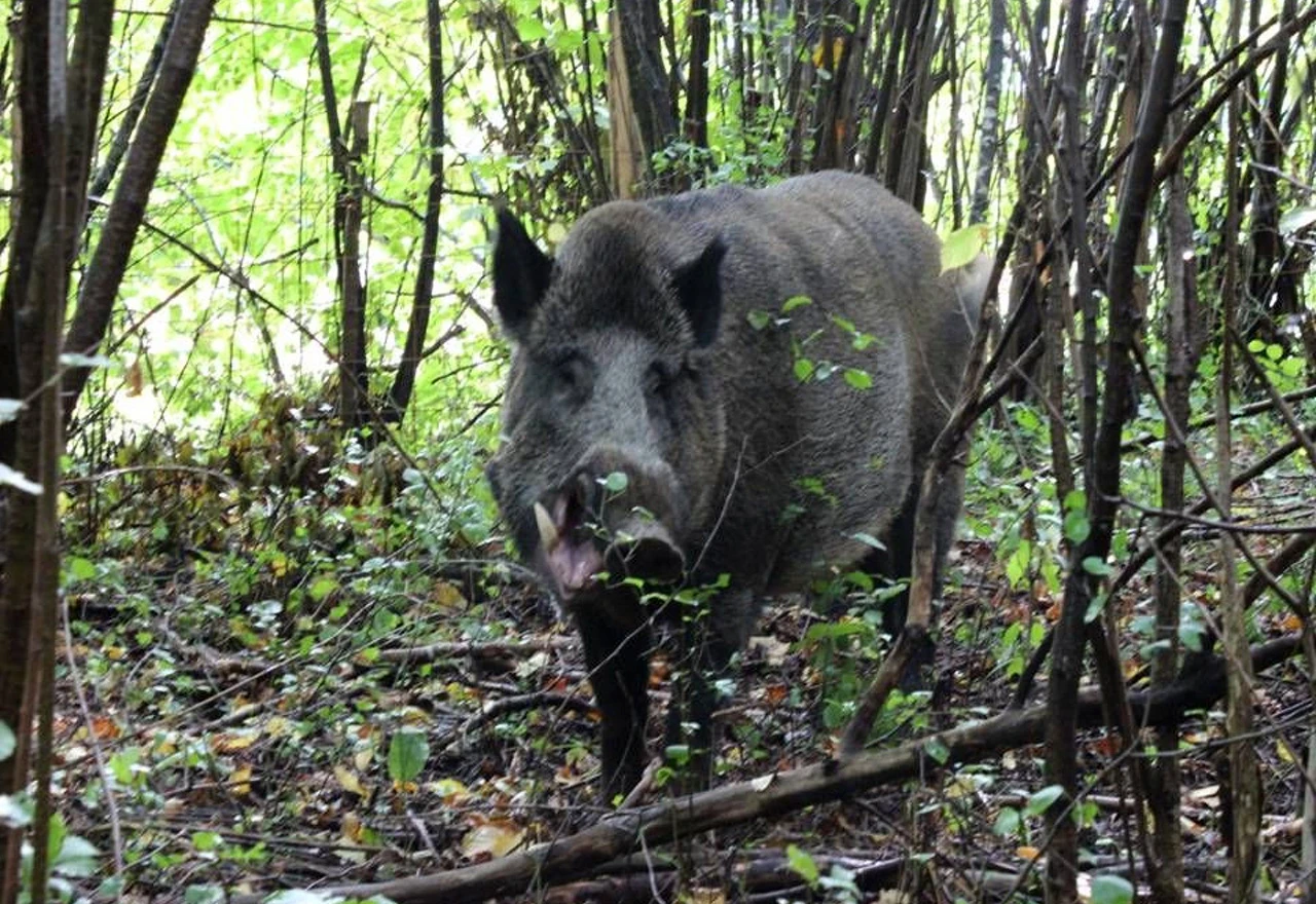 Duga tradicija organiziranog lova u bugojanskom lovištu