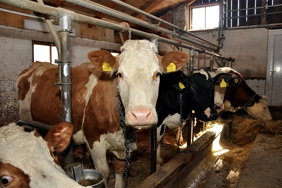 Vratio se iz Australije u Kakanj i postao farmer, ali bh. vlast će ga otjerati nazad