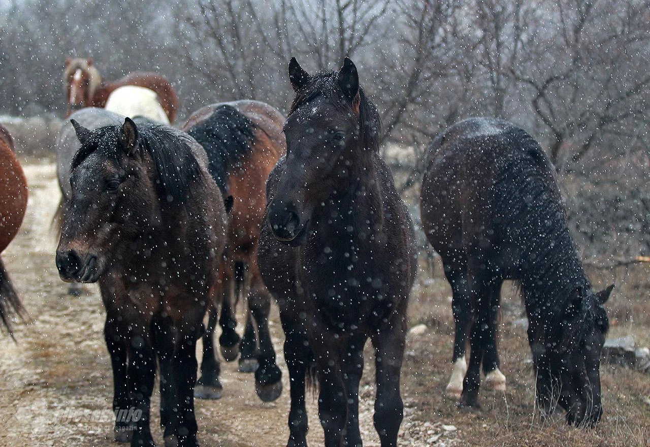 Fotoreportaža s Bila: Slobodni konji godinama prkose surovosti prirode