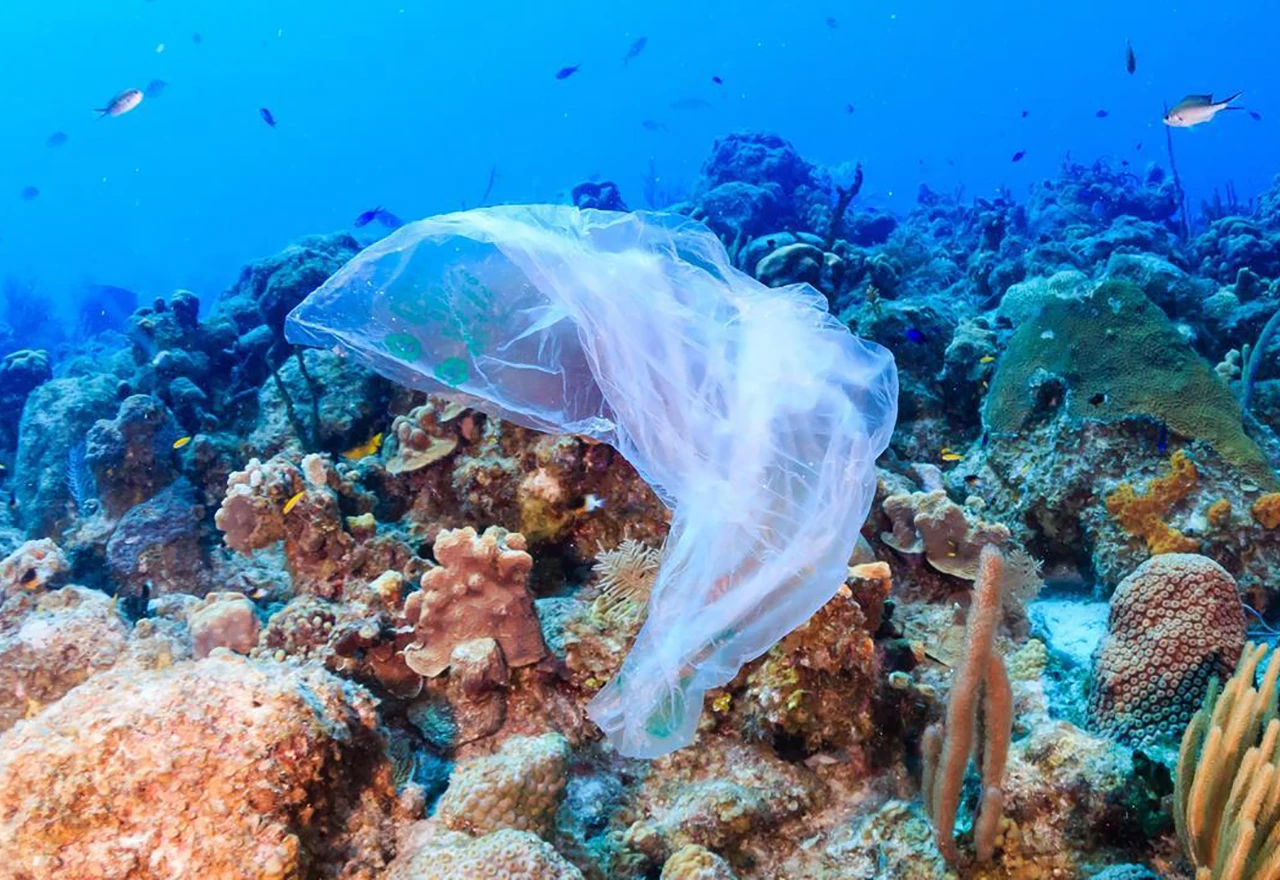 Trećina koraljnih grebena preplavljena plastikom