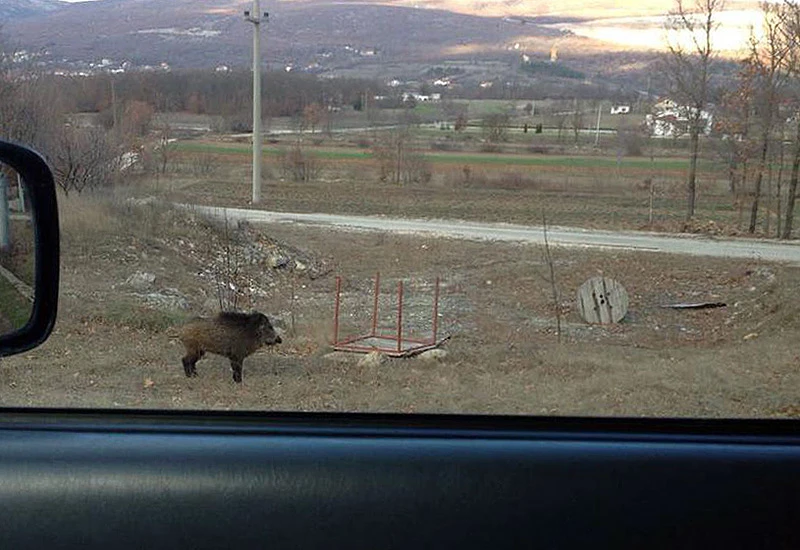 Vepar usred dana prošetao posuškim selom