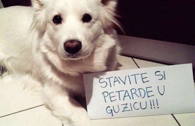 Kako pomoći kućnim ljubimcima koji se boje petardi?