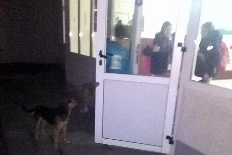 Psi lutalice plaše osnovce u Rodoču