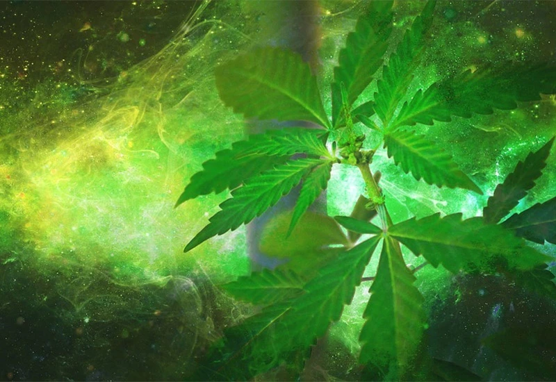 Postoje stranke u BiH koje bi legalizirale marihuanu i za rekreaciju