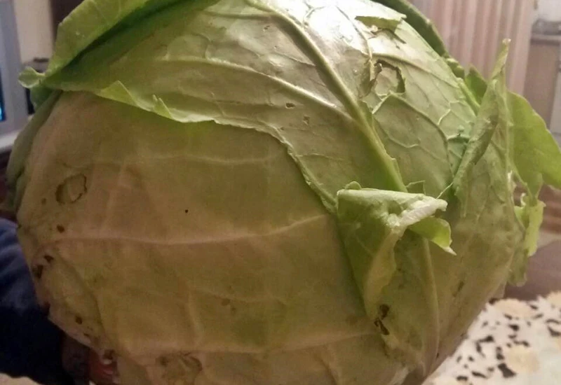 Hercegovac uzgojio glavicu kupusa tešku 4,3 kilograma