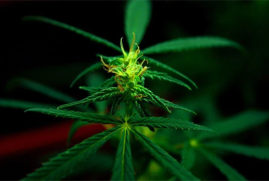 Živi zid predlaže zakon o legalizaciji konoplje