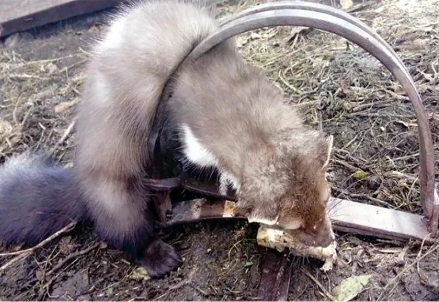 Džudžan opet pao u Tomislavgradu
