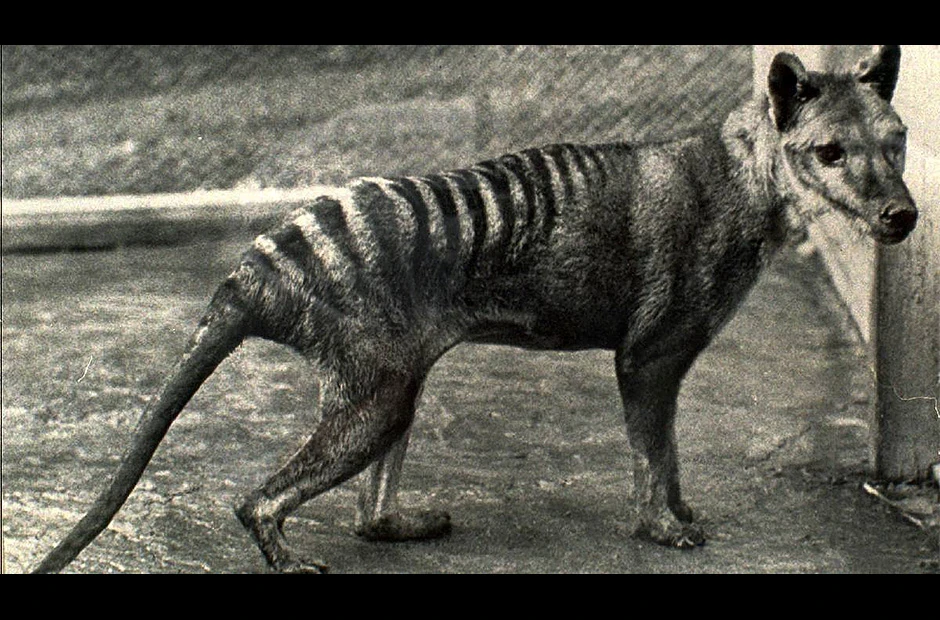  Tasmanski tigar izumro zbog suše