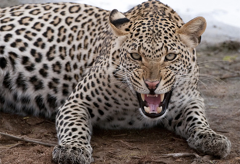 Leopard zatvorio tvornicu automobila
