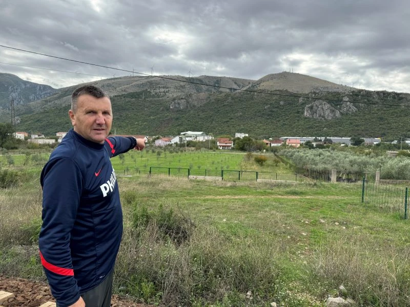 Berba maslina u Maslinjaku Savić kod Mostara