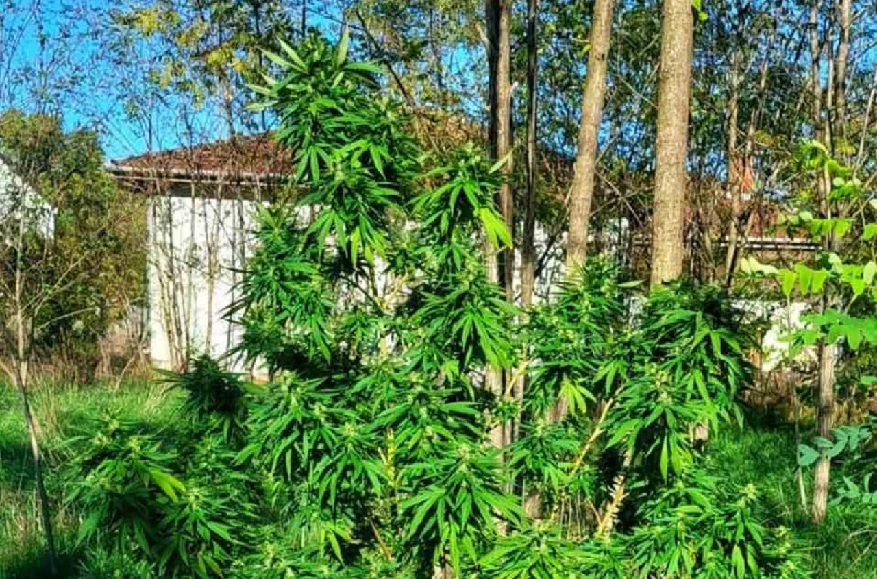 FOTO | Čapljina: Uhićenje nakon pretresa zbog posjedovanja droge i uzgoja cannabisa