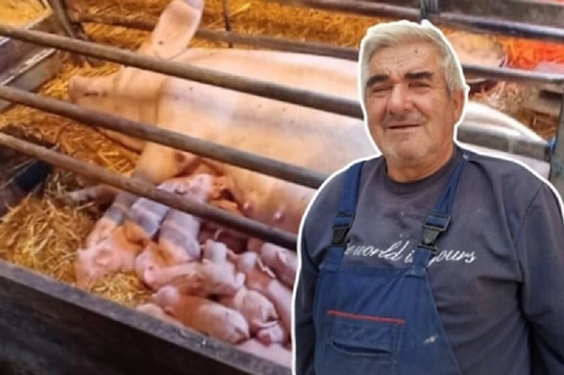 Posušje: Svinja donijela na svijet 26 praščića, gazda kaže: “Imam dobrog gudina”