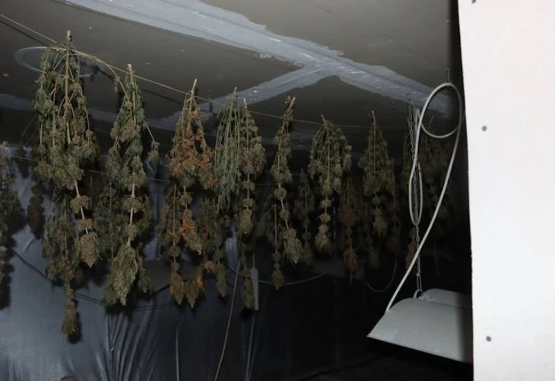Na tavanu kuće mu našli laboratorij i 23 kilograma marihuane 