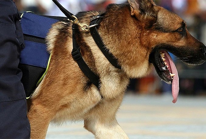 Svirepost prema psu u Lukavici alarmirajuća za sigurnost cijelog društva