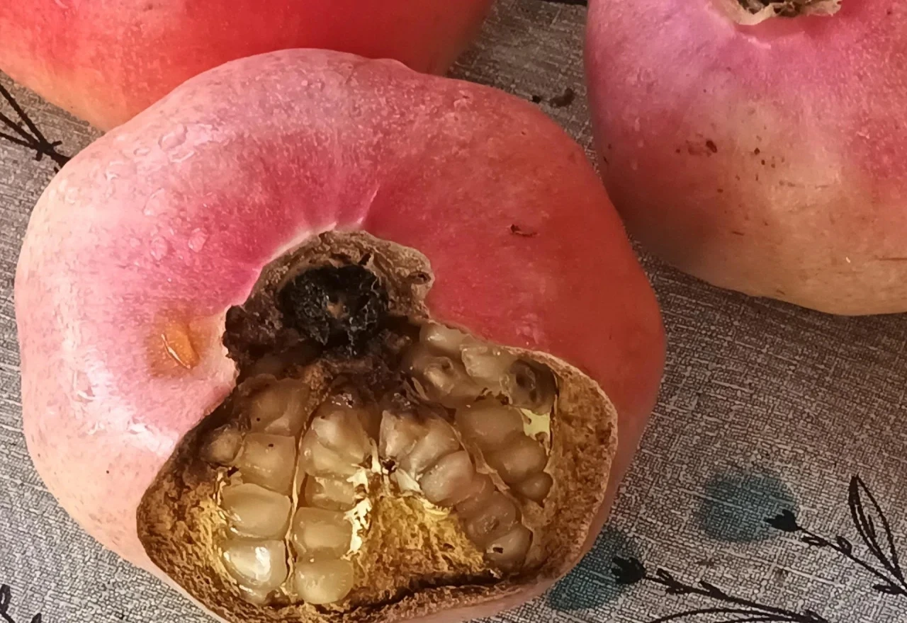 Neretvani u panici, ciparski šipak propada na granama