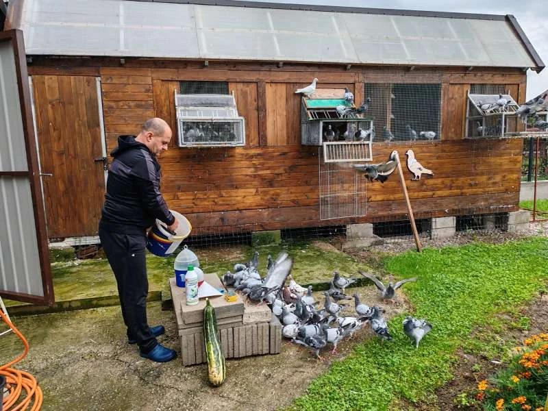 Ljubav prema pticama od djetinjstva - Jasmin već 44 godine s ljubavlju uzgaja golubove