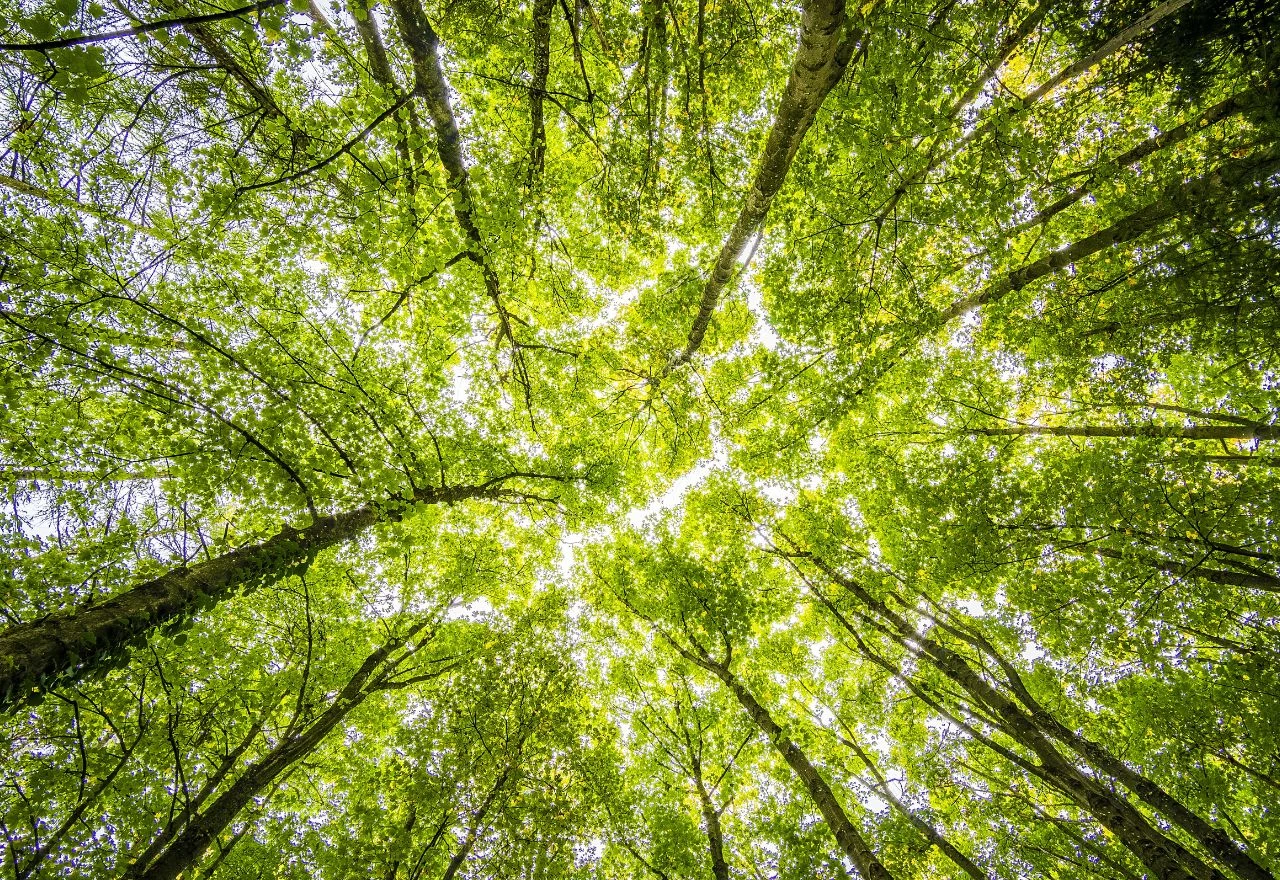 Pariški odgovor na izazove globalnog zatopljenja zove se "urbana šuma"