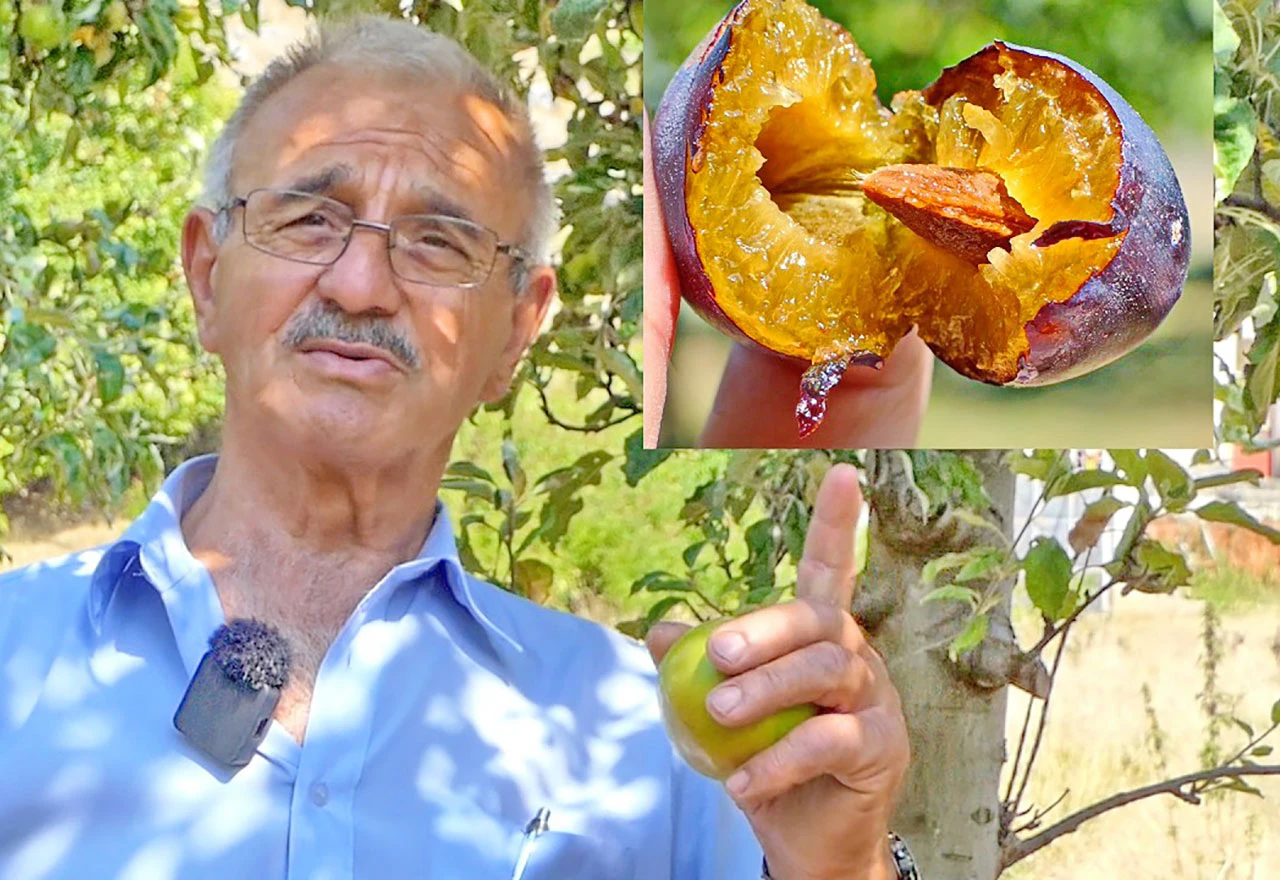 VIDEO | Ramske šljive rodile kao nikada, najsočnije i najslađe koje ćete probati