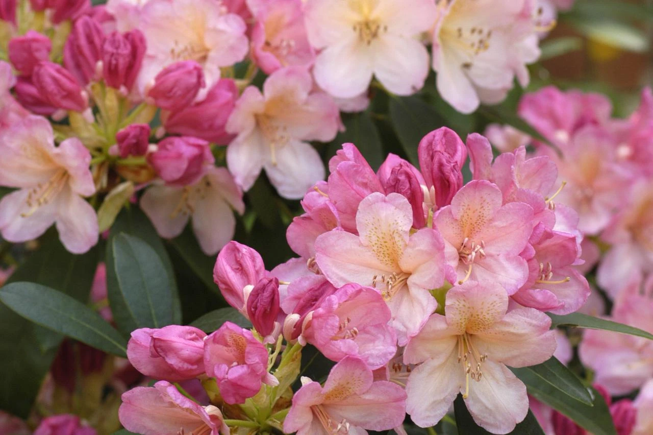 Rododendron - Oduševit će vas cvjetovima, ali i izuzetnom otpornošću