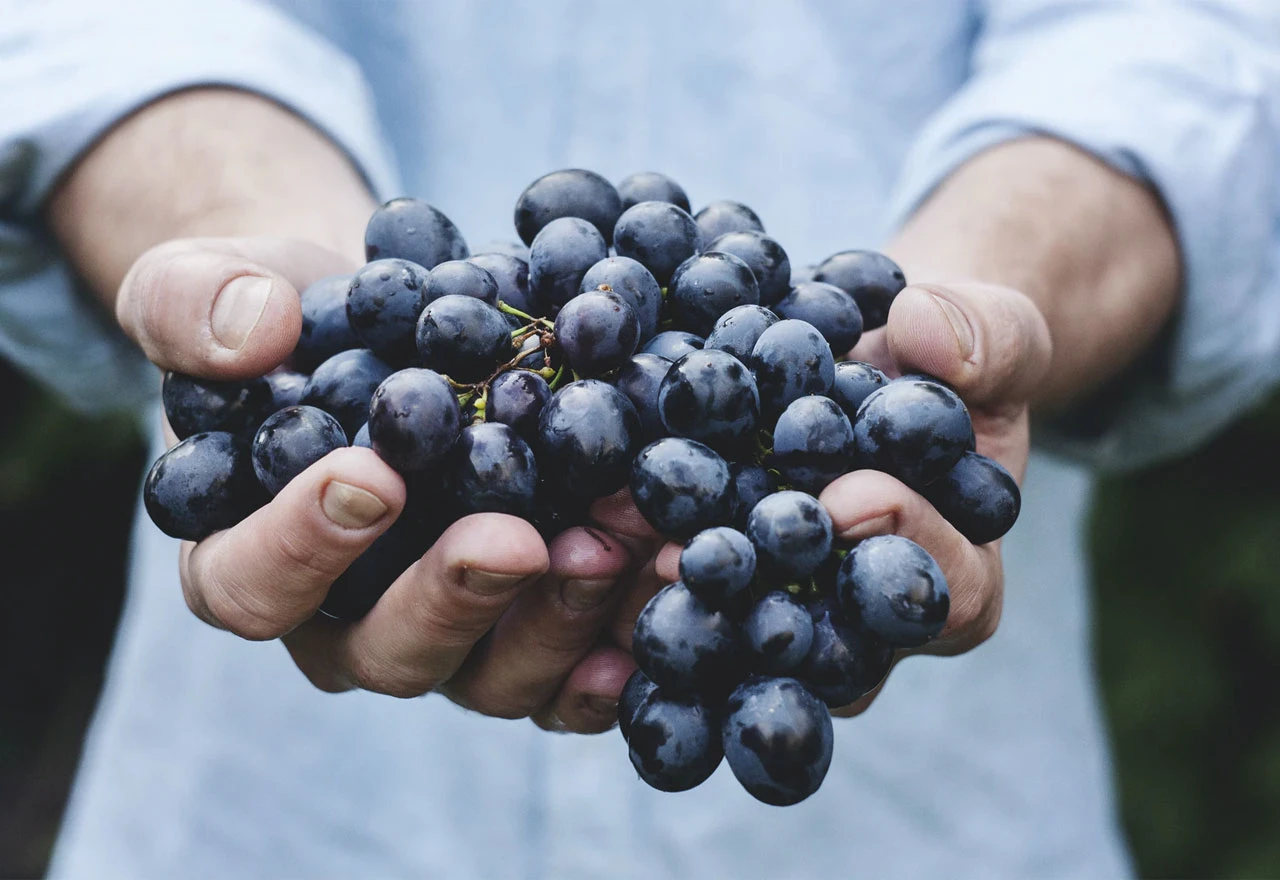 Na Sajmu šljive govoreno o najčešćim greškama u proizvodnji vina