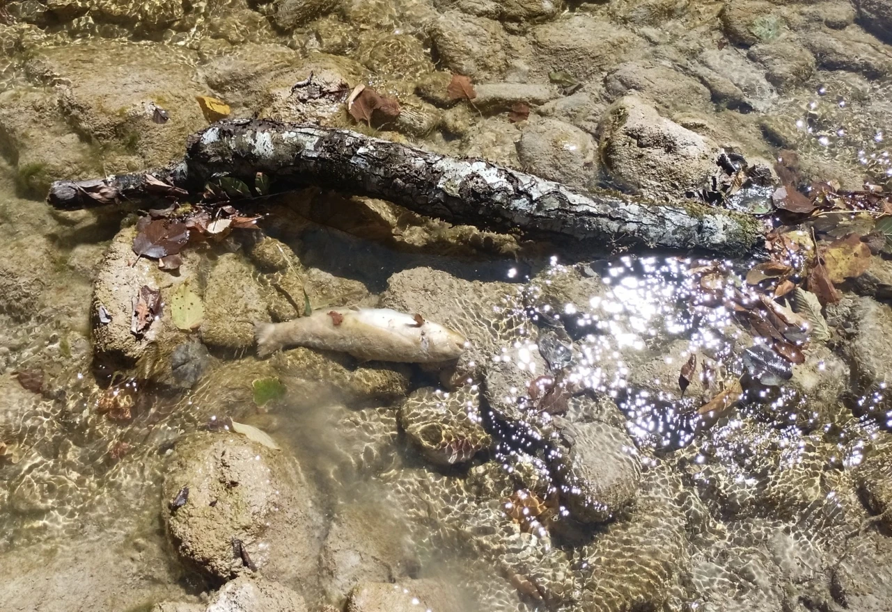 FOTO | Neretva neprepoznatljiva: Mrtve ribe i rakovi, akumulacija crne boje