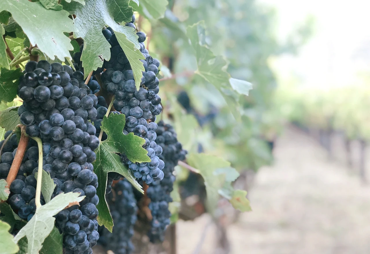 Mostarski Aluminij daje u zakup vinograde