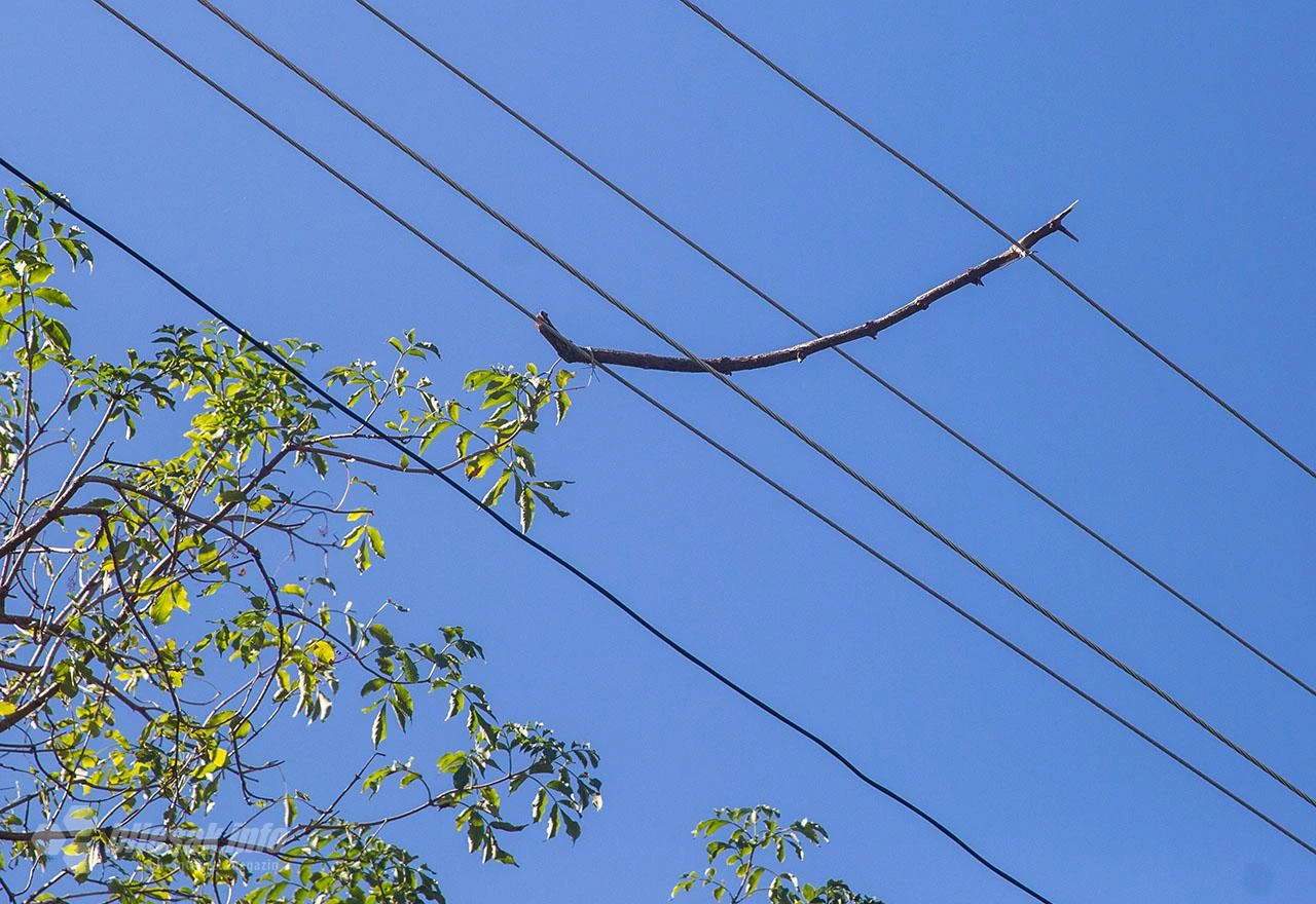 Zbog nepravilnih električnih vodova u BiH ugibaju ptice