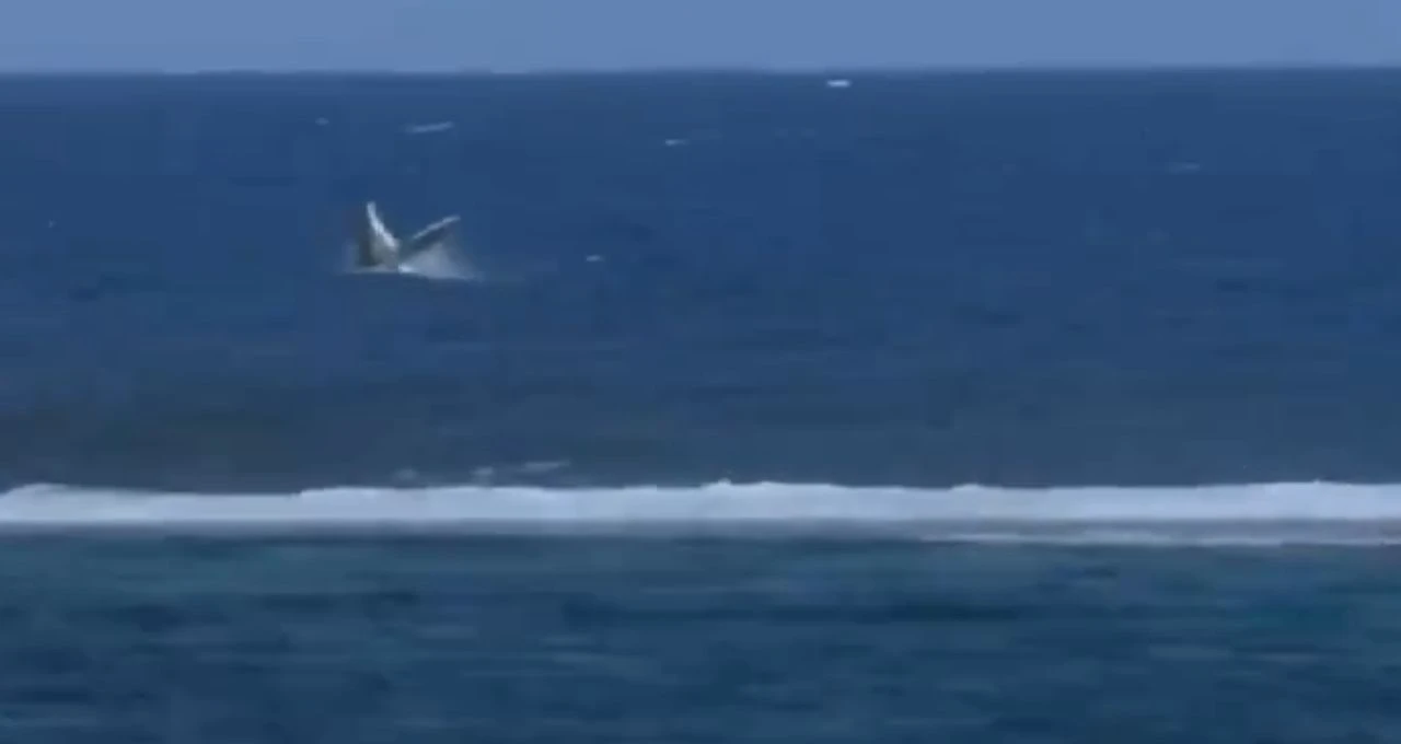 Nepozvani gost zaustavio najbolje surferice
