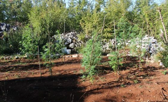 Grude: Uhićen dok je zalijevao travu