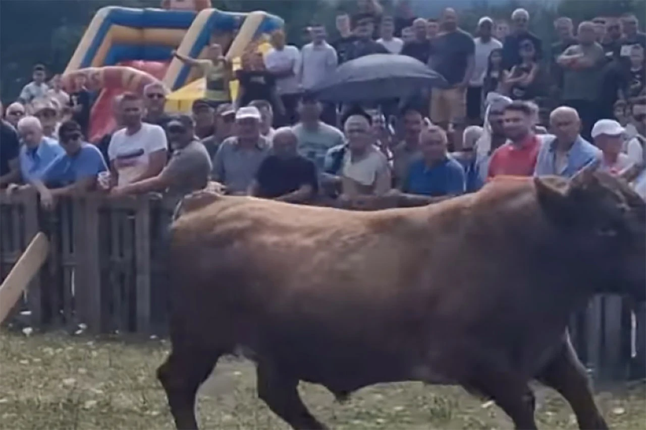 VIDEO Drama tijekom koride u Posušju: Bik uletio u publiku, ljudi u panici bježali
