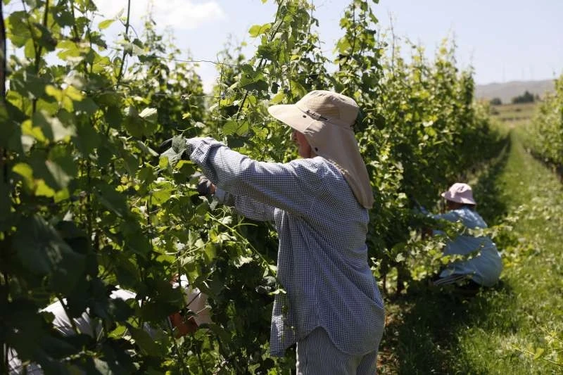 'Planinski' vinogradi na visokim padinama Duvanjskog polja - Evo kako nastaje planinsko vino