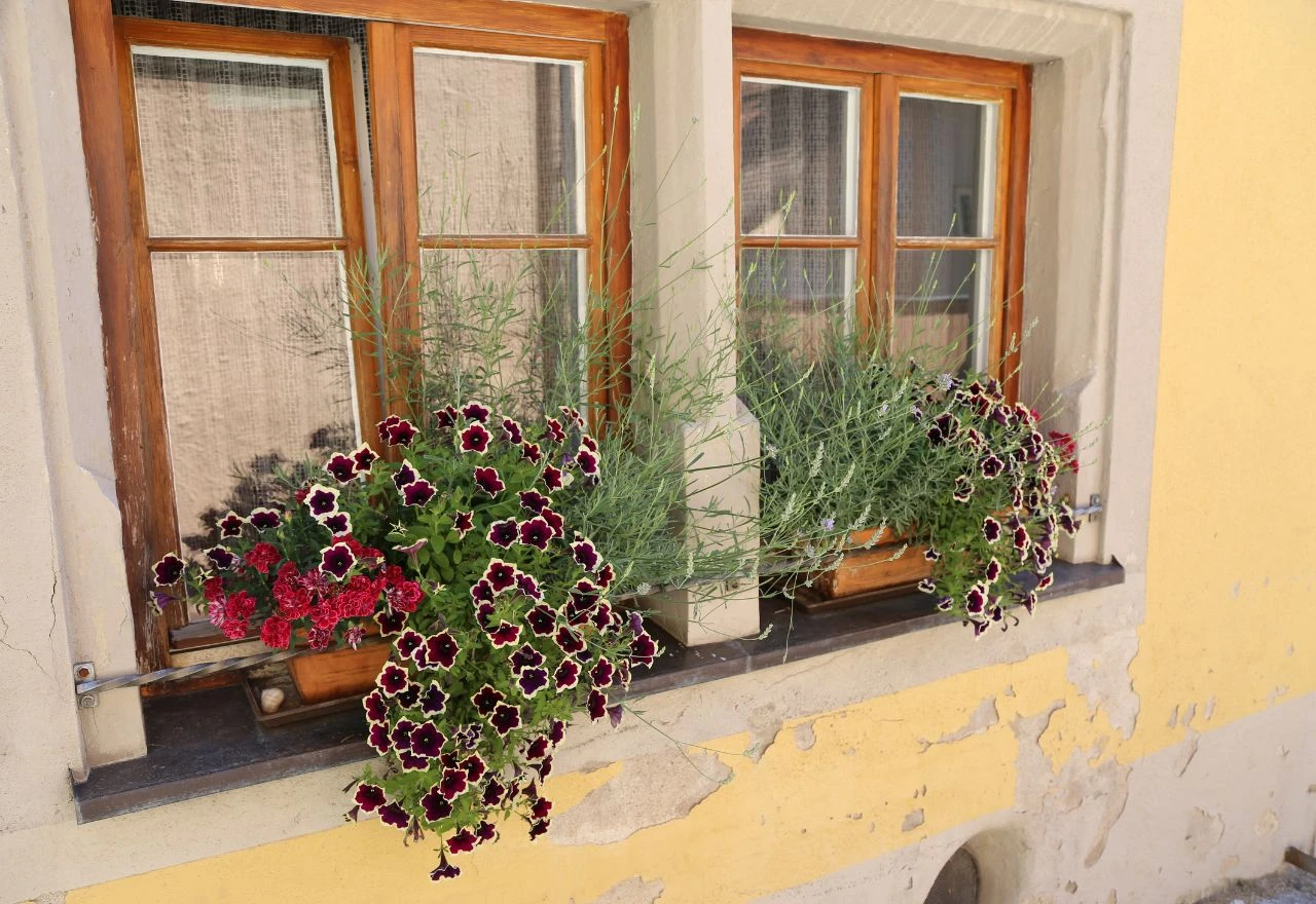 Baka ostavila poruku kradljivcu cvijeća: Ja ću zasaditi novo, a ti kradi