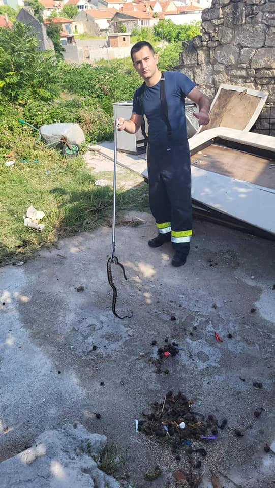 Mostar: Opet vatrogasci i zmija