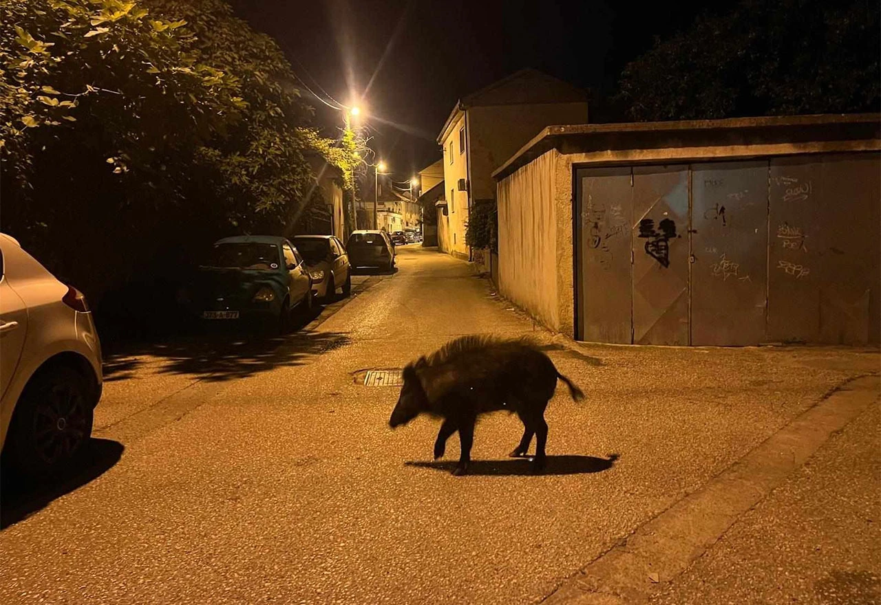 Divlja svinja se "spustila" u Mostar