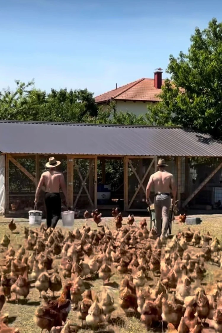 Bez košulja ali sa šarmom - Farma koka iz BiH postaje trend na internetu