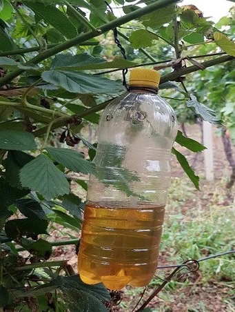 Octena mušica ploda prisutna u HNŽ-u i ŽZH-u: Napravite hranidbene lovke