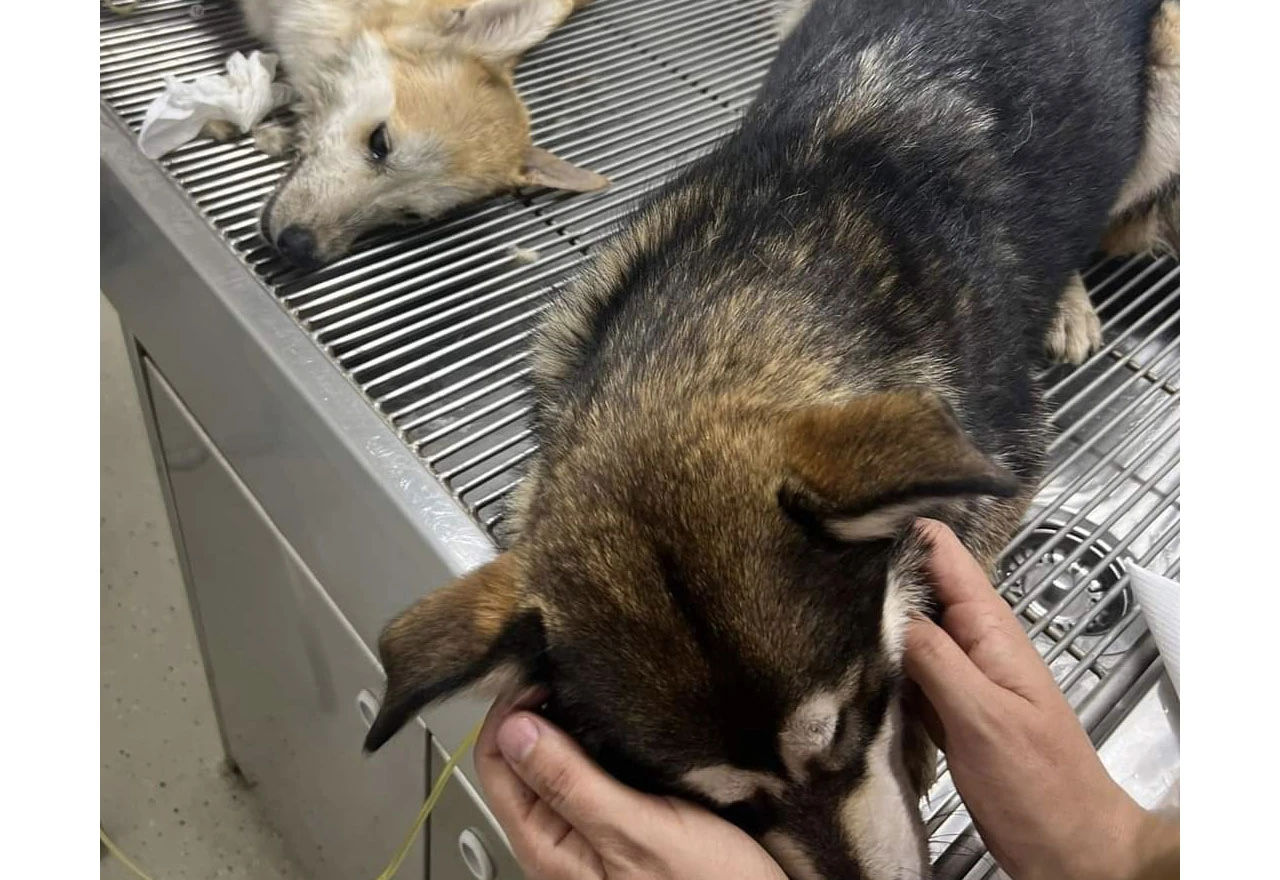 Trovanje pasa u Mostaru prijavljeno i policiji: Veterinari pretpostavljaju o kojem otrovu se radi