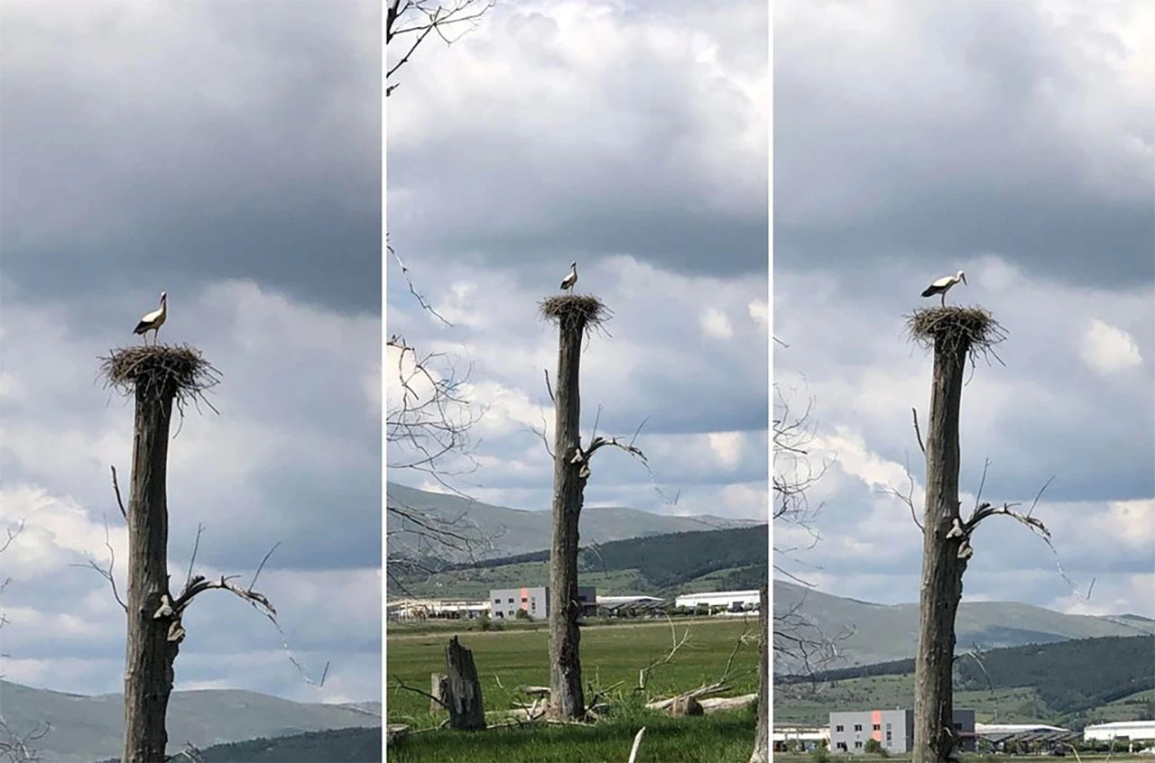 Vratile se rode na Duvanjsko polje