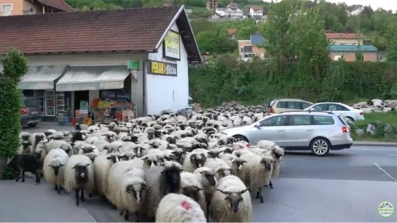 VIDEO Posljednji bh nomadi: Eldin i njegovih 1.200 ovaca putuju već danima