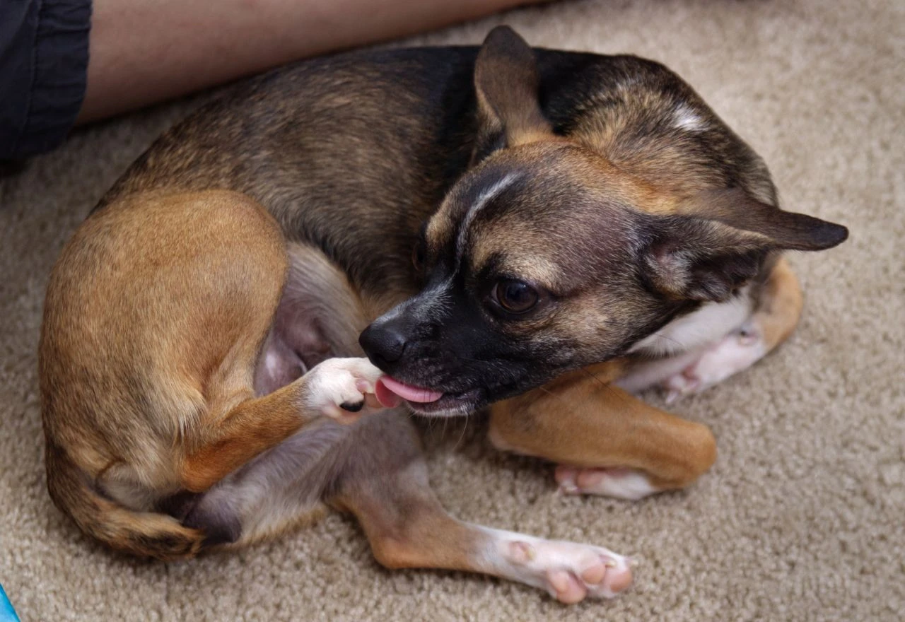 Zašto psi ližu svoje šape? Veterinarka objašnjava što stoji iza toga