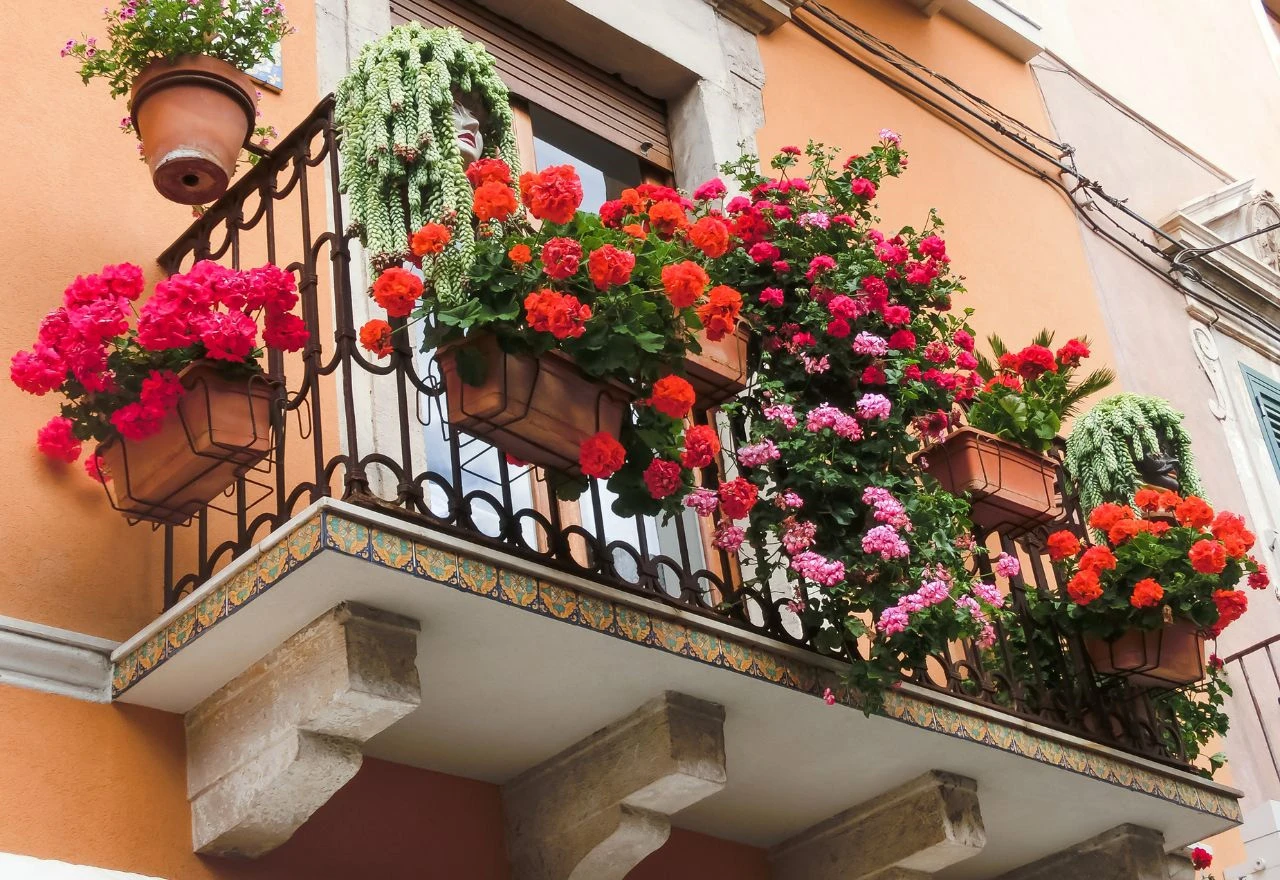 Balkon vam je okrenut na jug, evo koje cvijeće onda uzgajati