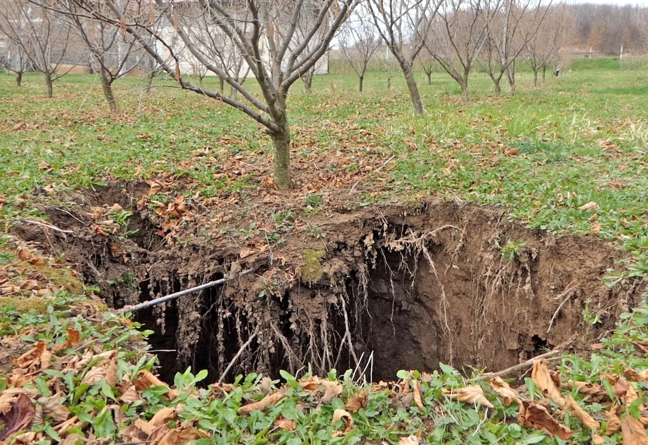 VIDEO | Čudna pojava na plantaži lješnjaka: Otvorila se zemlja i napravila veliku rupu