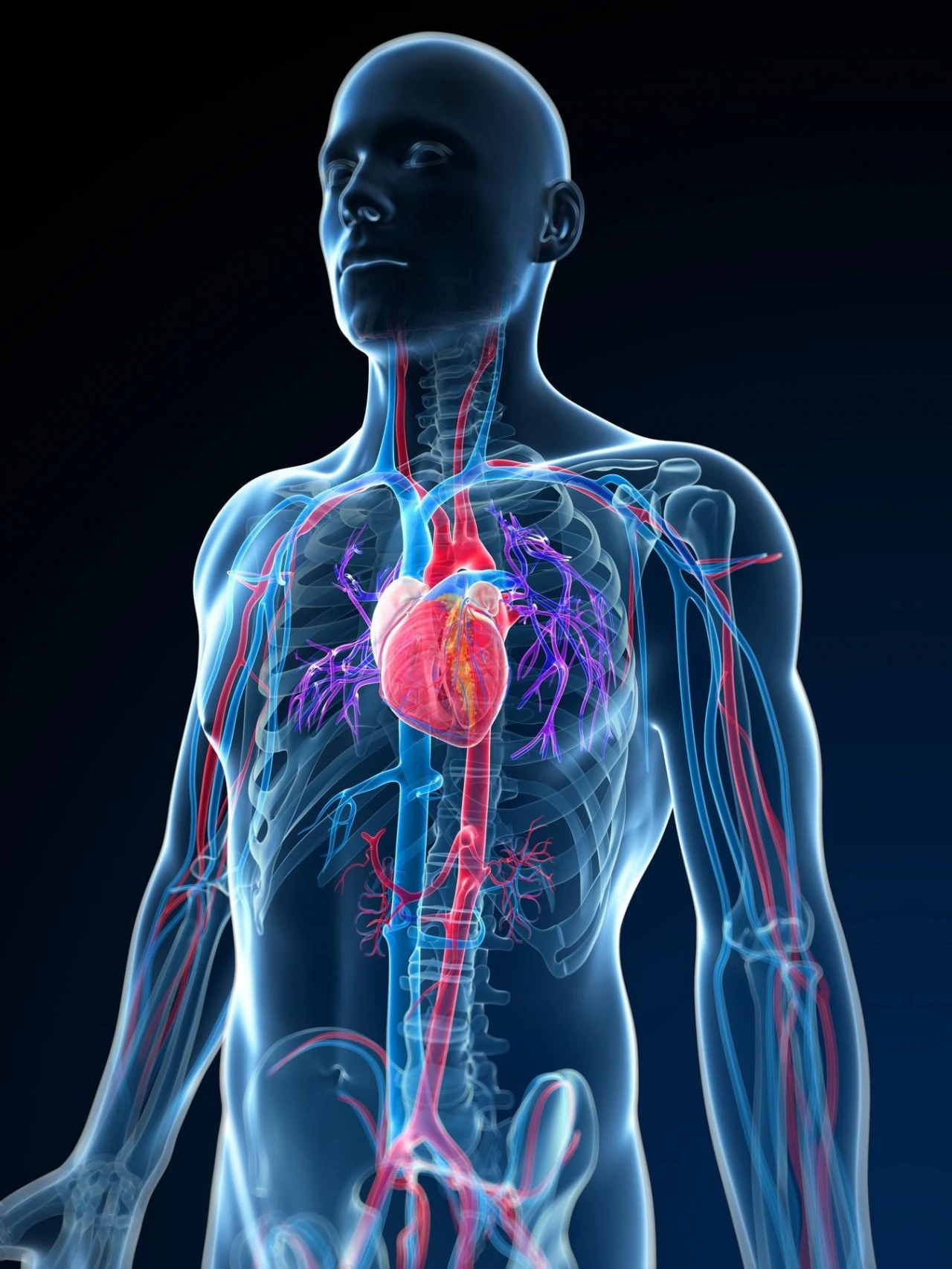 Aorta priznata kao zaseban ljudski organ