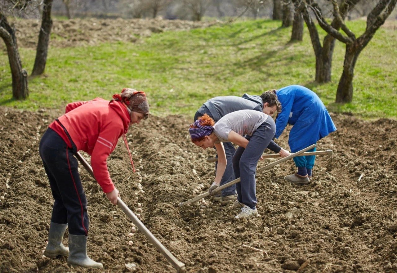 Nestašica sjemenskog krumpira: Provjerili smo hoće li ga biti za sve 