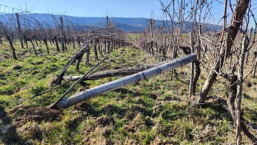 Kako postaviti stupove za vinovu lozu i povećati im trajnost?