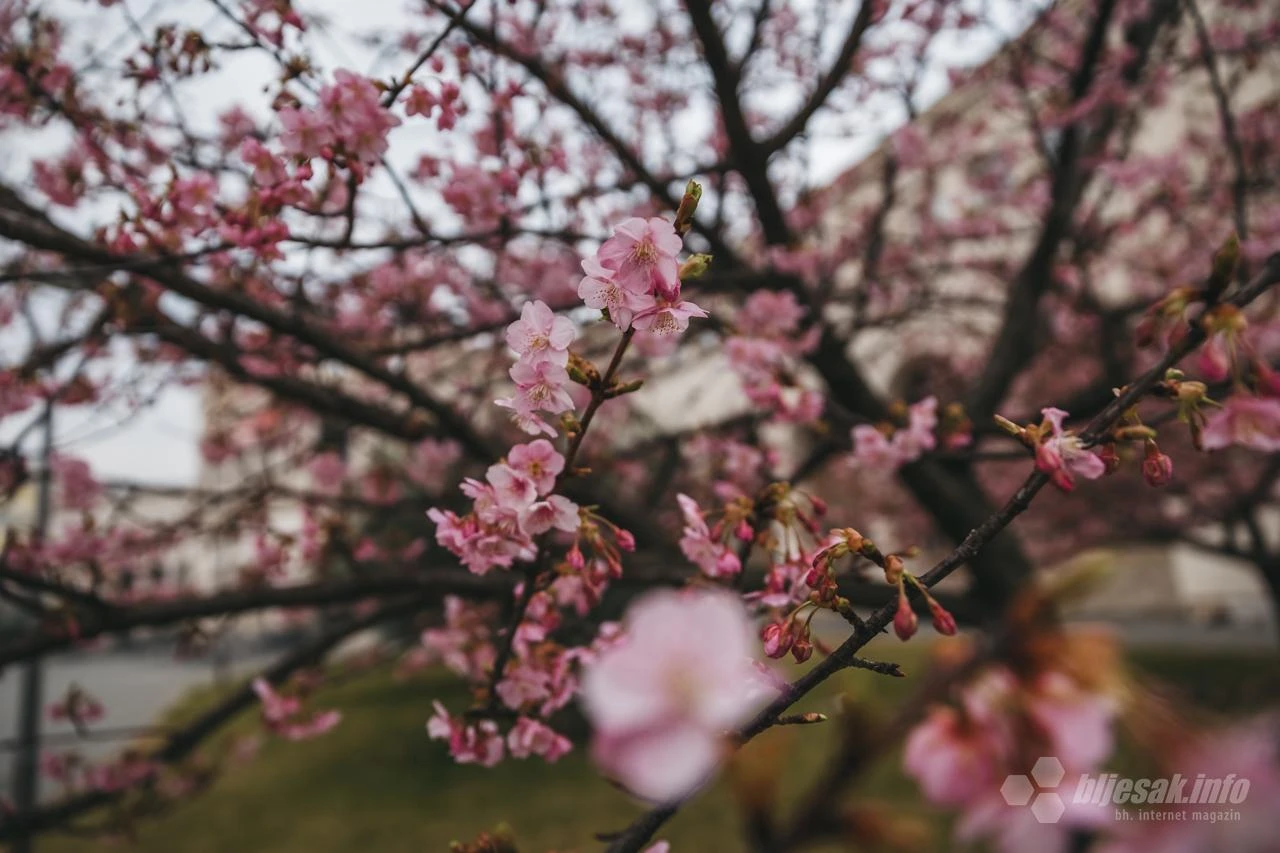 FOTO | Procvjetala stabla japanske trešnje