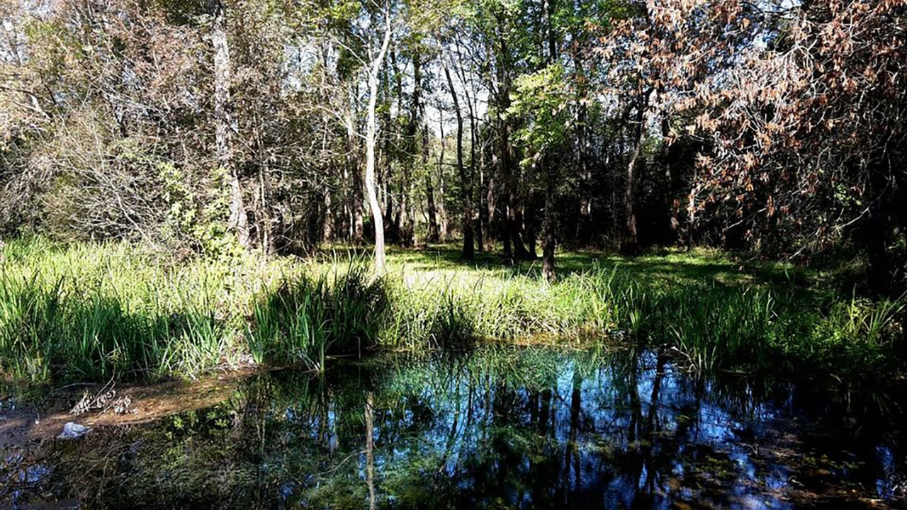 Hutovo blato - CIRP počeo kartirati mrijestilišta endemskih vrsta riba