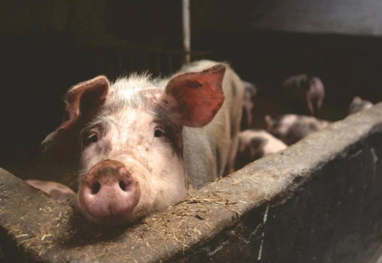 VIDEO | Farmeri najavljuju prosvjede ako ne dobiju novac od eutanaziranih svinja